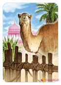 Jaipur (nowa edycja) wielbłąd