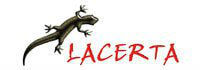 Lacerta